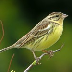 黄胸鹀-缩略图-2