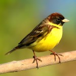 黄胸鹀-缩略图-3