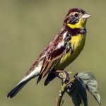 黄胸鹀-缩略图-4