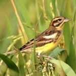 黄胸鹀-缩略图-5