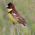 黄胸鹀-缩略图-7