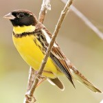 黄胸鹀-缩略图-9