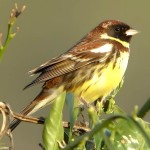 黄胸鹀-缩略图-10