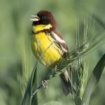 黄胸鹀-缩略图-11