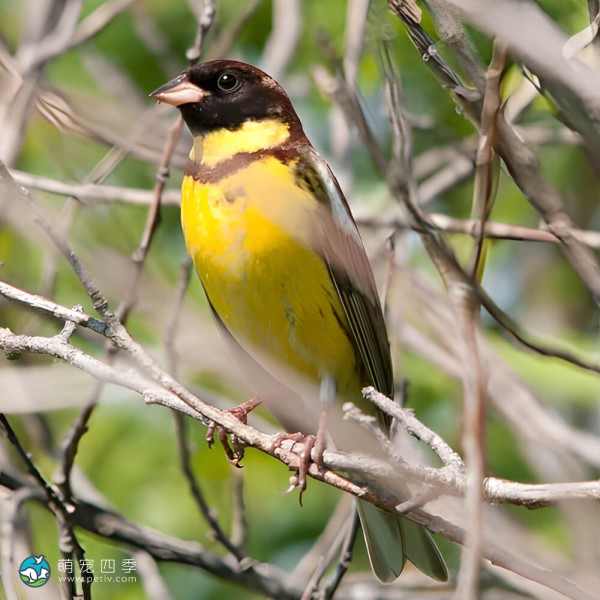黄胸鹀-12
