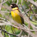 黄胸鹀-缩略图-12