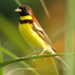 黄胸鹀-缩略图-13