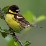 黄胸鹀-缩略图-14