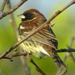 黄胸鹀-缩略图-15