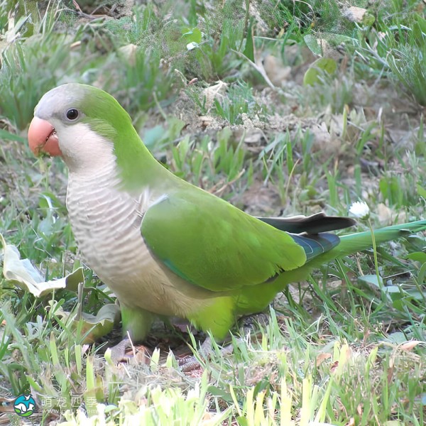 和尚鹦鹉-1