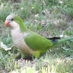 和尚鹦鹉-缩略图-1