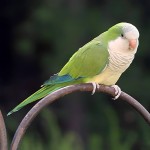 和尚鹦鹉-缩略图-2