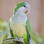 和尚鹦鹉-缩略图-3