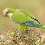 和尚鹦鹉-缩略图-4