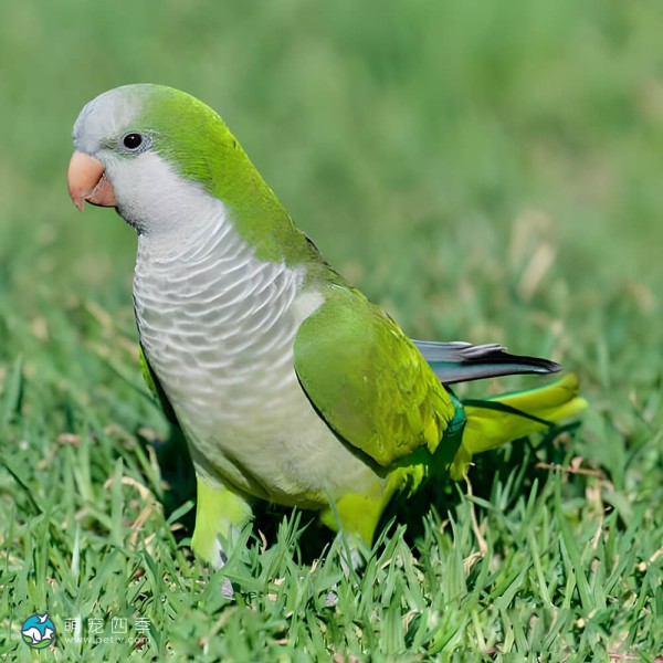 和尚鹦鹉-6
