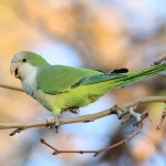 和尚鹦鹉-缩略图-7