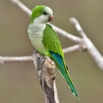 和尚鹦鹉-缩略图-8