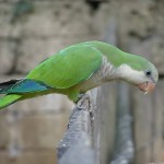 和尚鹦鹉-缩略图-12