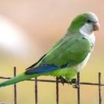 和尚鹦鹉-缩略图-13