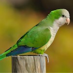 和尚鹦鹉-缩略图-14