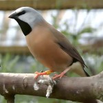 黑喉草雀-缩略图-2