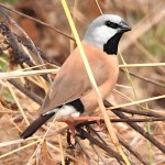 黑喉草雀-缩略图-3