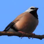 黑喉草雀-缩略图-4