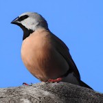 黑喉草雀-缩略图-5