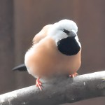 黑喉草雀-缩略图-7