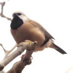 黑喉草雀-缩略图-8