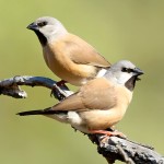 黑喉草雀-缩略图-9