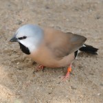 黑喉草雀-缩略图-11