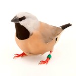 黑喉草雀-缩略图-12