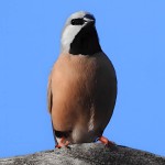 黑喉草雀-缩略图-13