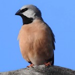 黑喉草雀-缩略图-15