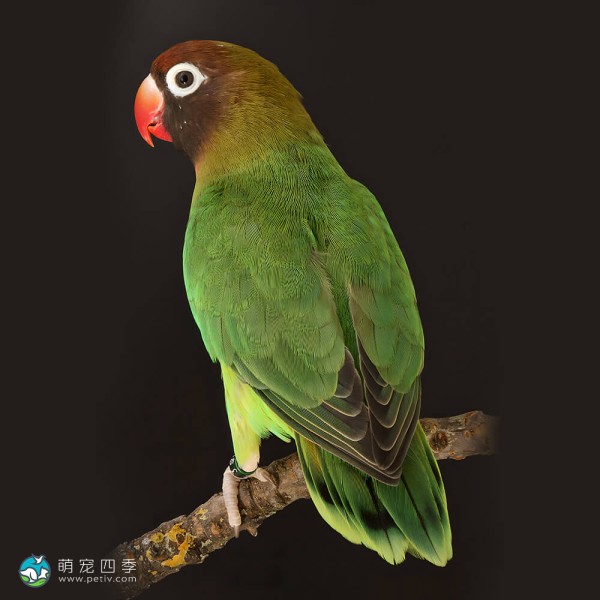 黑脸牡丹鹦鹉-1