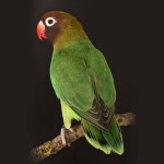 黑脸牡丹鹦鹉-缩略图-1