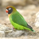 黑脸牡丹鹦鹉-缩略图-2