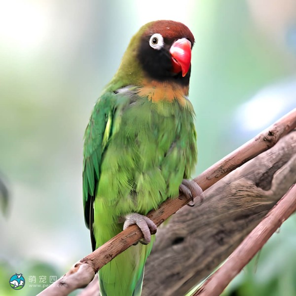 黑脸牡丹鹦鹉-3