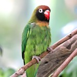 黑脸牡丹鹦鹉-缩略图-3