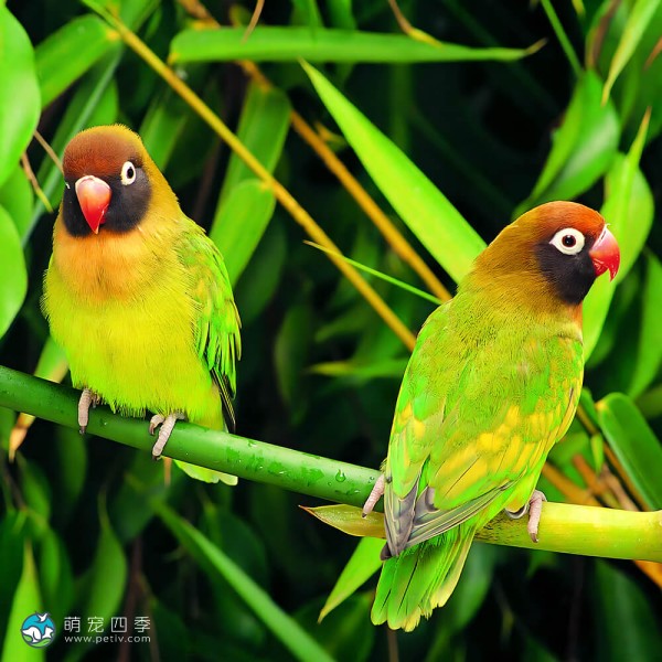 黑脸牡丹鹦鹉-5