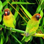 黑脸牡丹鹦鹉-缩略图-5