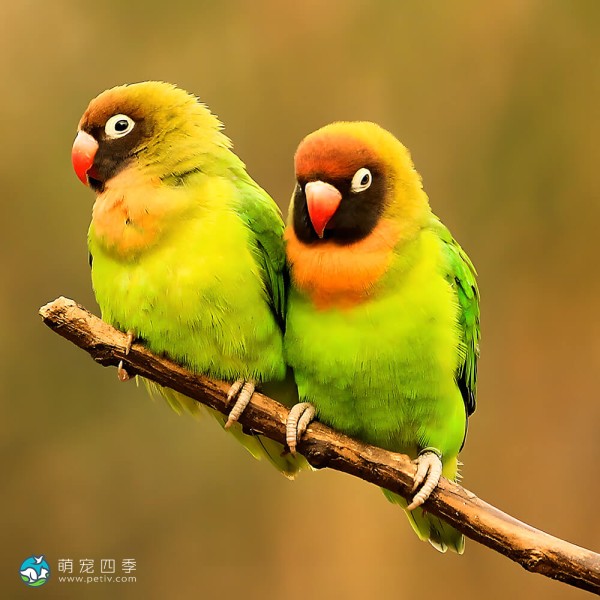 黑脸牡丹鹦鹉-6