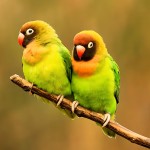 黑脸牡丹鹦鹉-缩略图-6