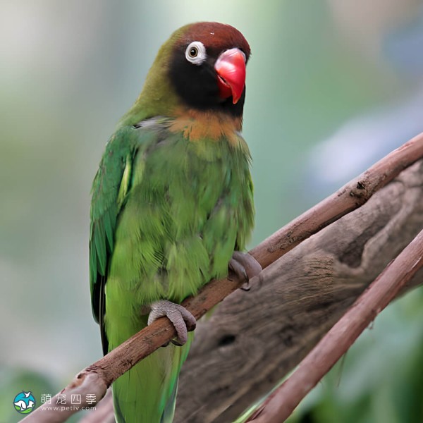 黑脸牡丹鹦鹉-7