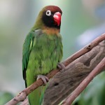 黑脸牡丹鹦鹉-缩略图-7