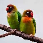 黑脸牡丹鹦鹉-缩略图-8