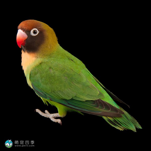 黑脸牡丹鹦鹉-9