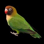 黑脸牡丹鹦鹉-缩略图-9