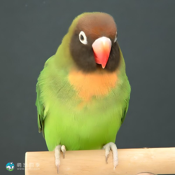 黑脸牡丹鹦鹉-10